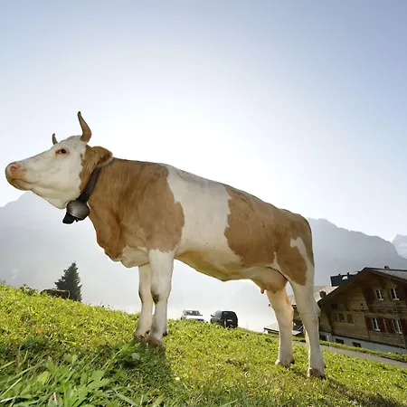 Alpinhotel Bort Grindelwald