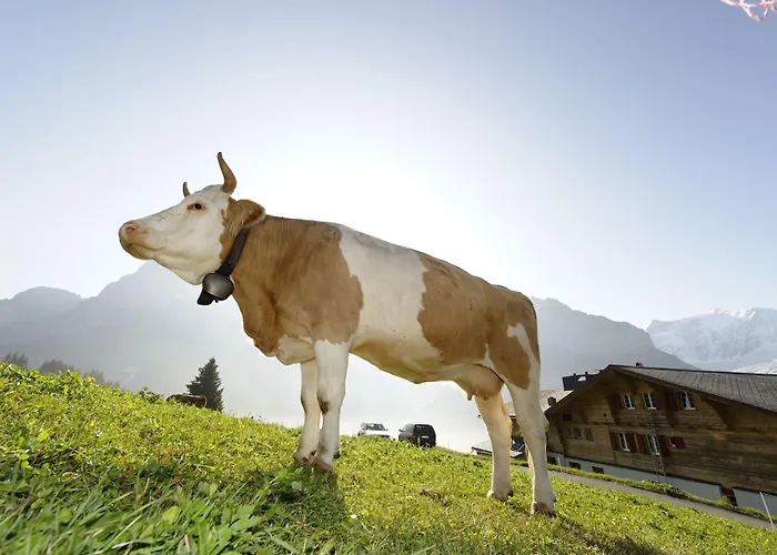 Alpinhotel Bort Гриндельвальд